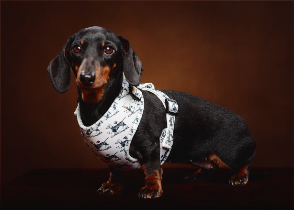 Dachshund in patterned harness on dark background.