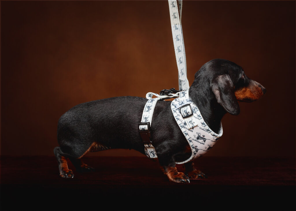 Dachshund dog wearing a decorative harness