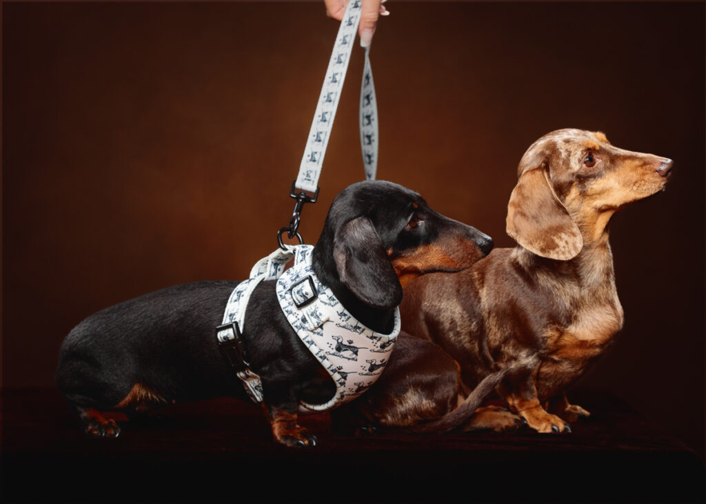 Two dachshunds, one wearing a patterned harness.
