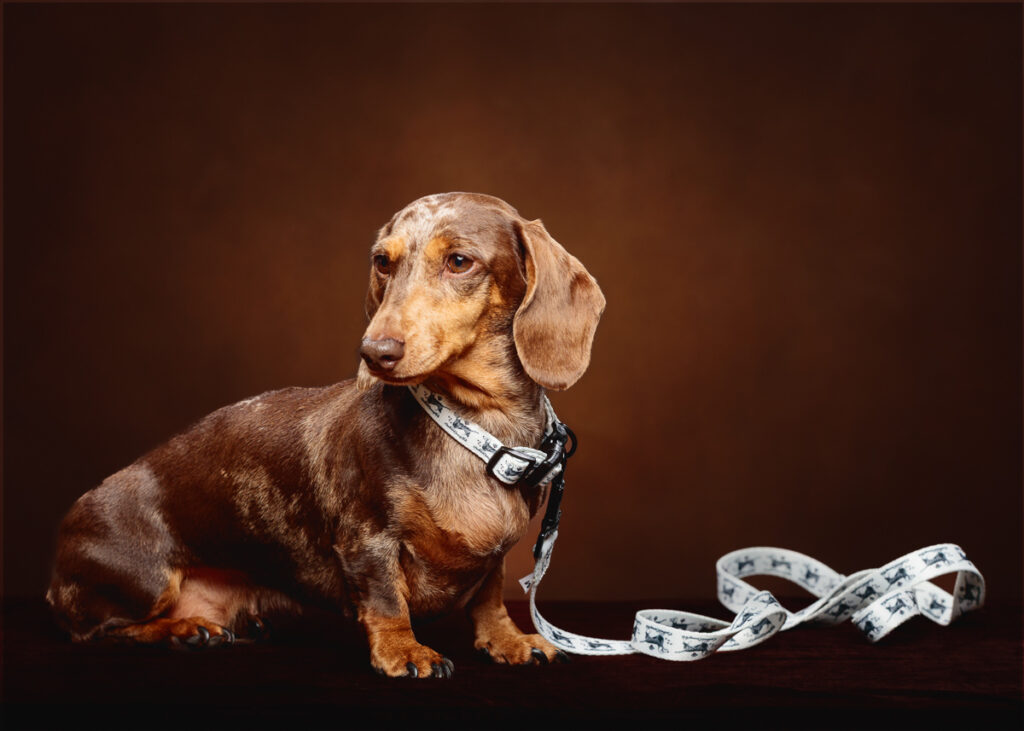 Dachshund dog with a leash on brown background.
