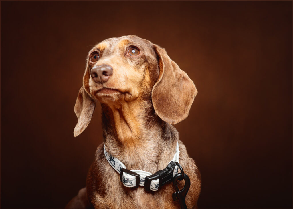 Brown dachshund dog with a collar, studio portrait.