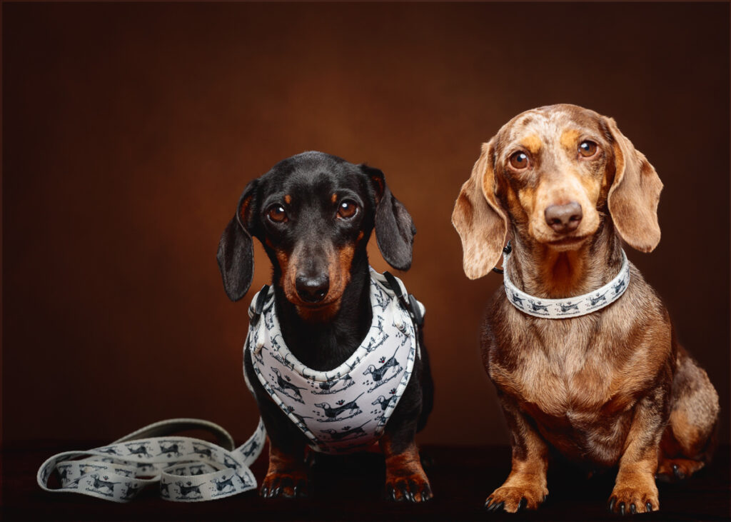 Two dachshunds in matching harnesses and collars.