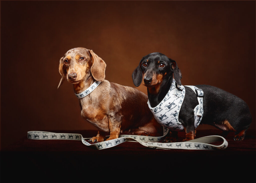 Two dachshunds with patterned collars and leads.