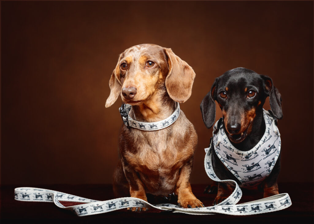 Two dachshunds with matching leashes and collars.