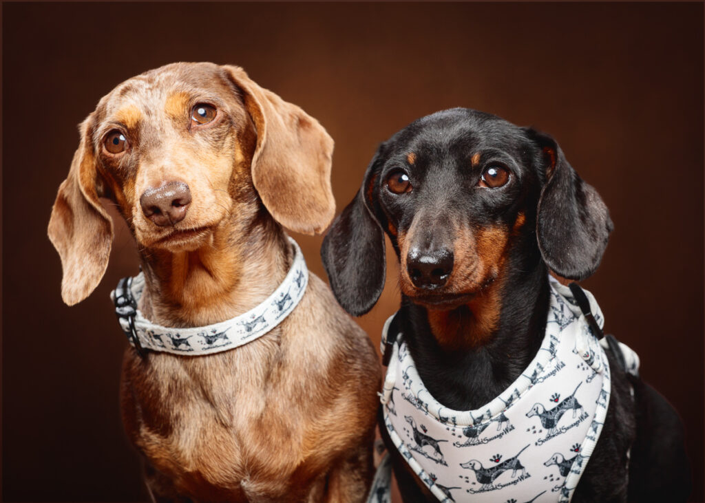 Two dachshunds in matching dog-themed harnesses.