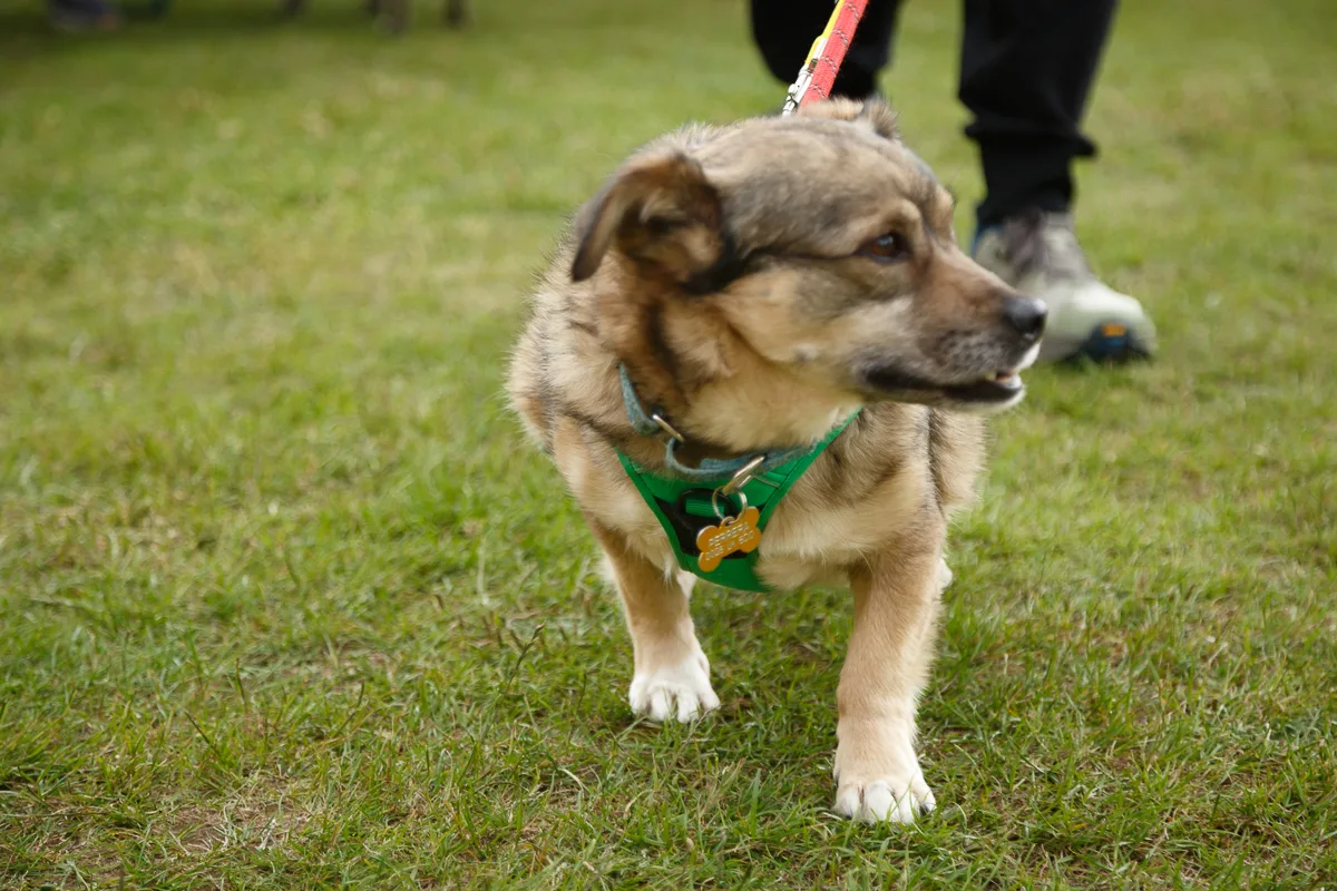 Small dog on lead in grass field