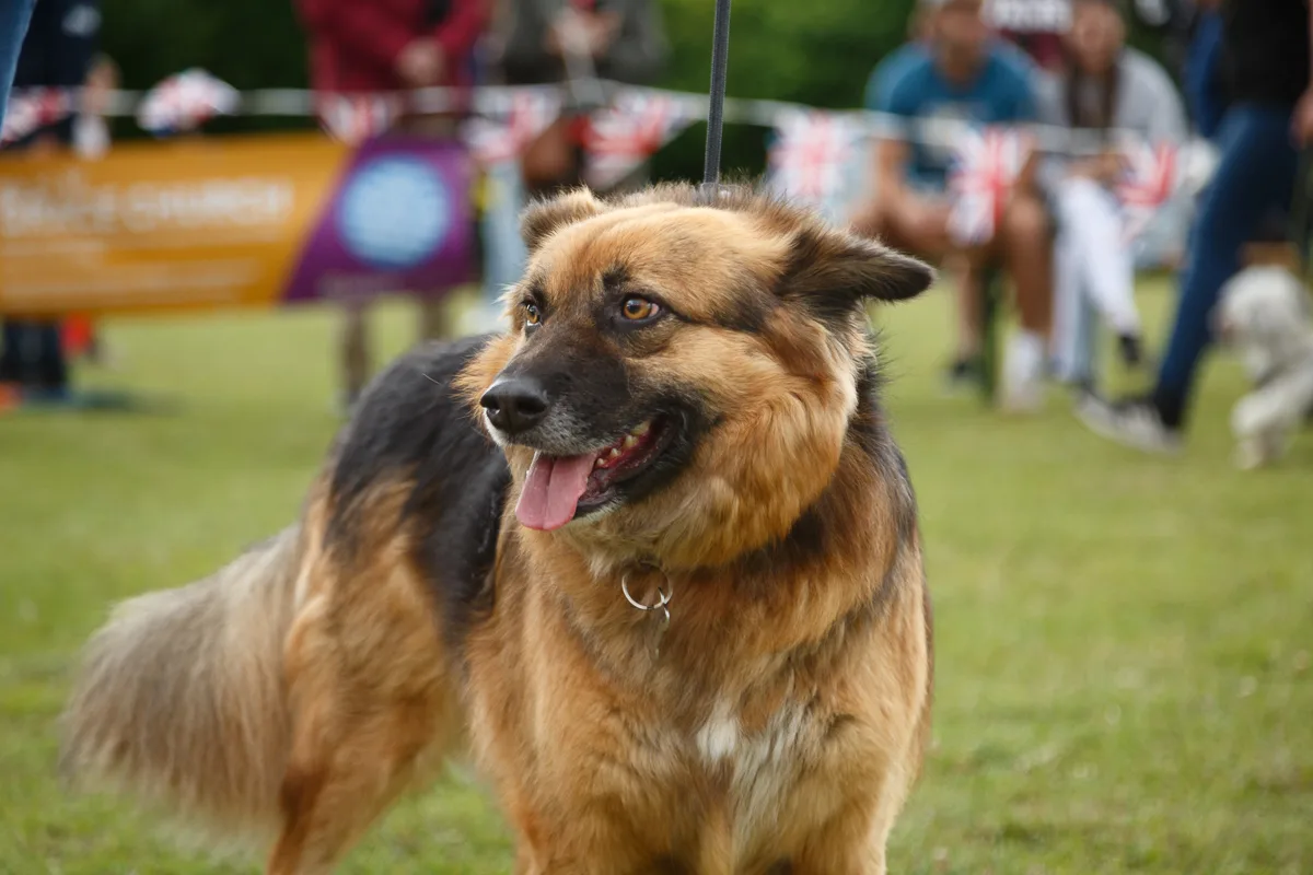 Smiling dog at outdoor event with crowd.