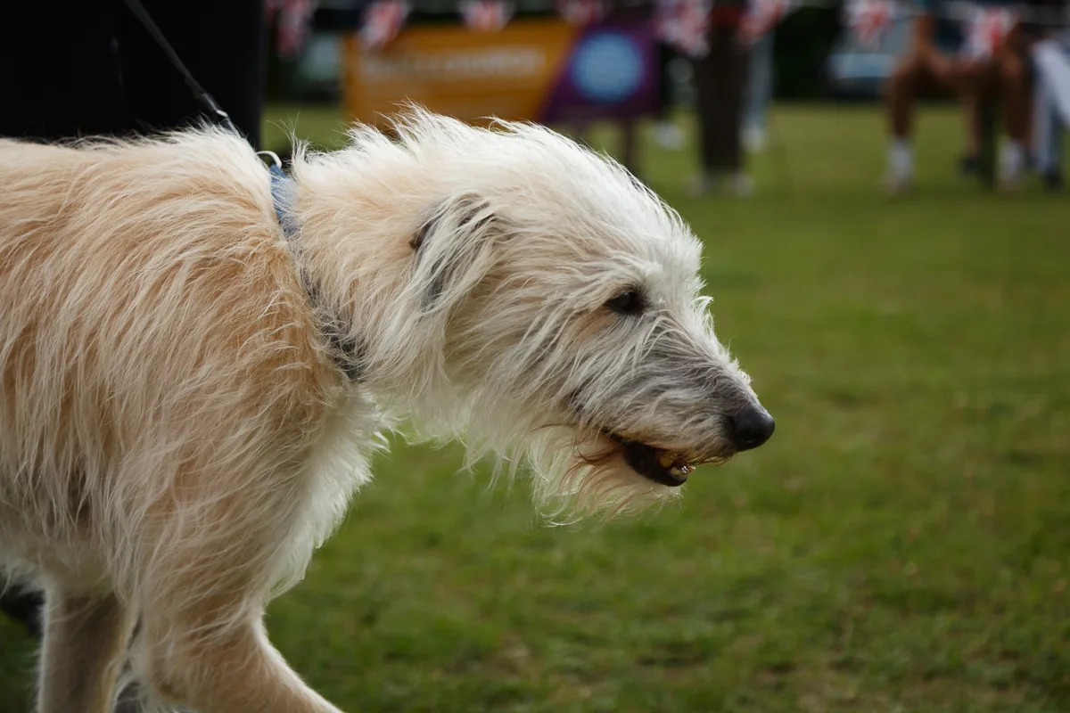 Shaggy dog walking on grass