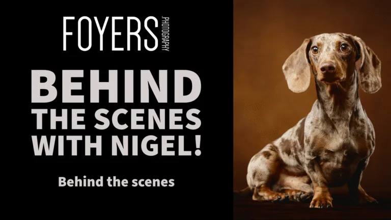 Dachshund posing in photography studio behind the scenes.