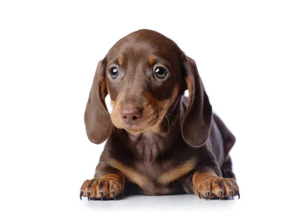 Cute dachshund puppy on white background
