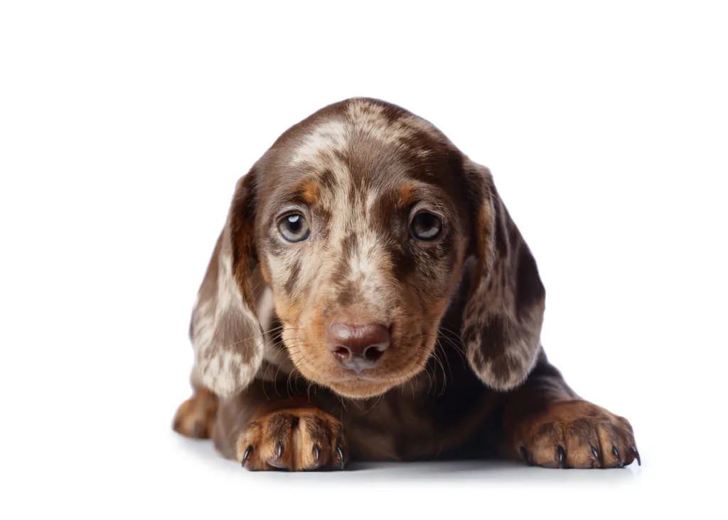 Speckled dachshund puppy lying down on white background.