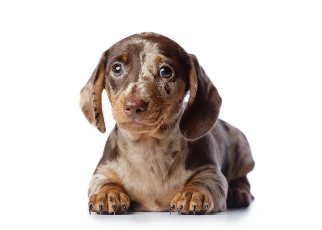 Cute dachshund puppy with spotted fur.