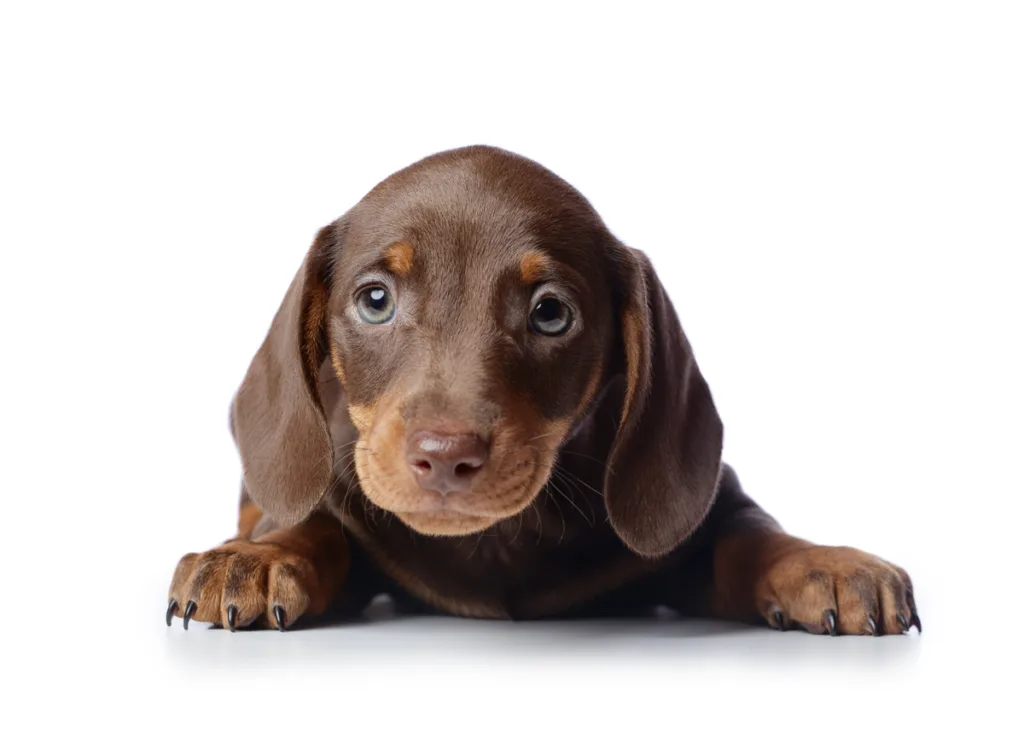 Cute Dachshund puppy lying on white background.