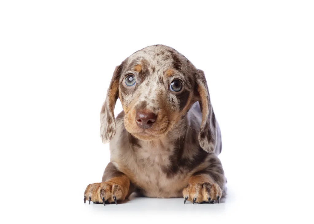 Adorable dachshund puppy with dappled fur lying down.