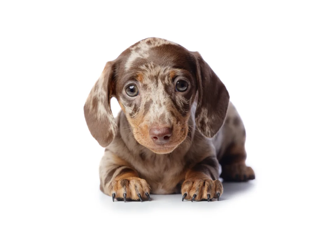 Cute dapple dachshund puppy on white background.
