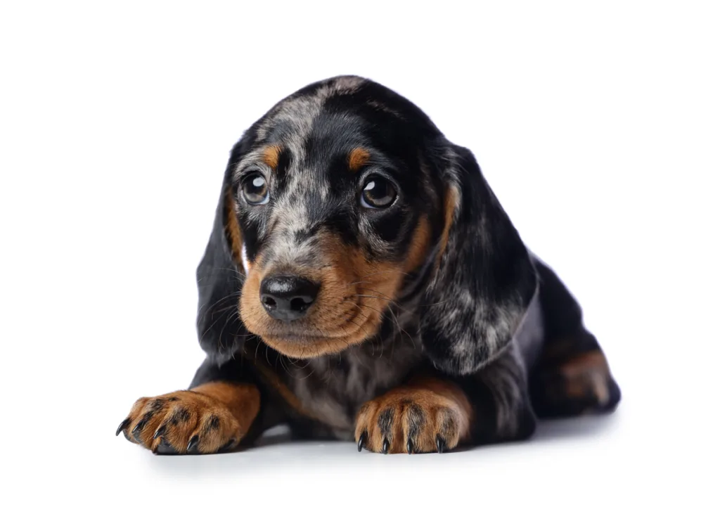Cute dachshund puppy lying on white background