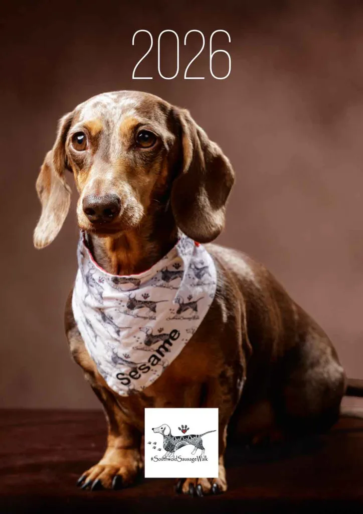 Dachshund wearing bandana 2026 Southwold Sausage Walk