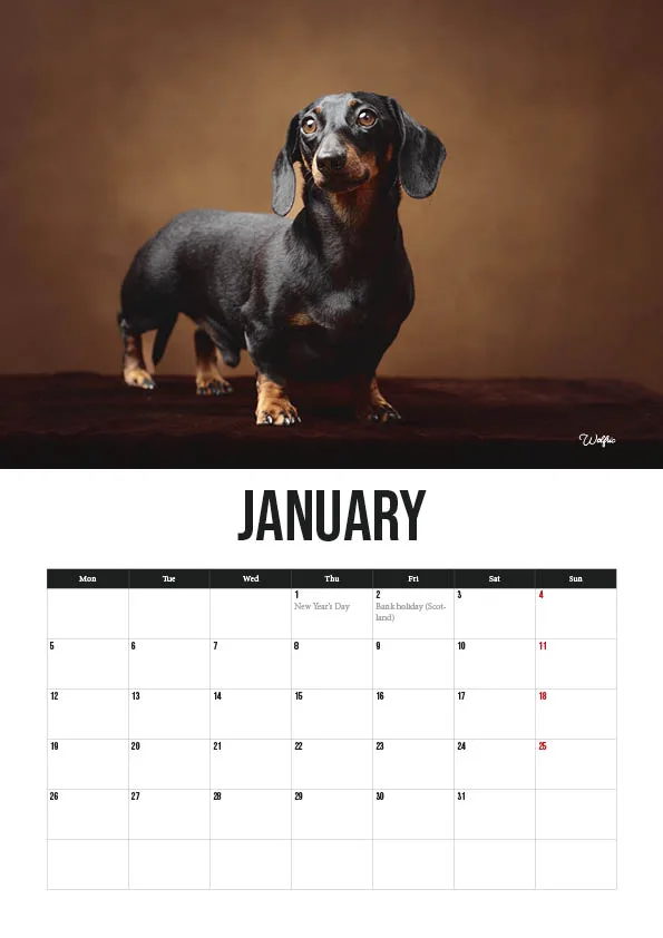 Dachshund dog on January calendar page.