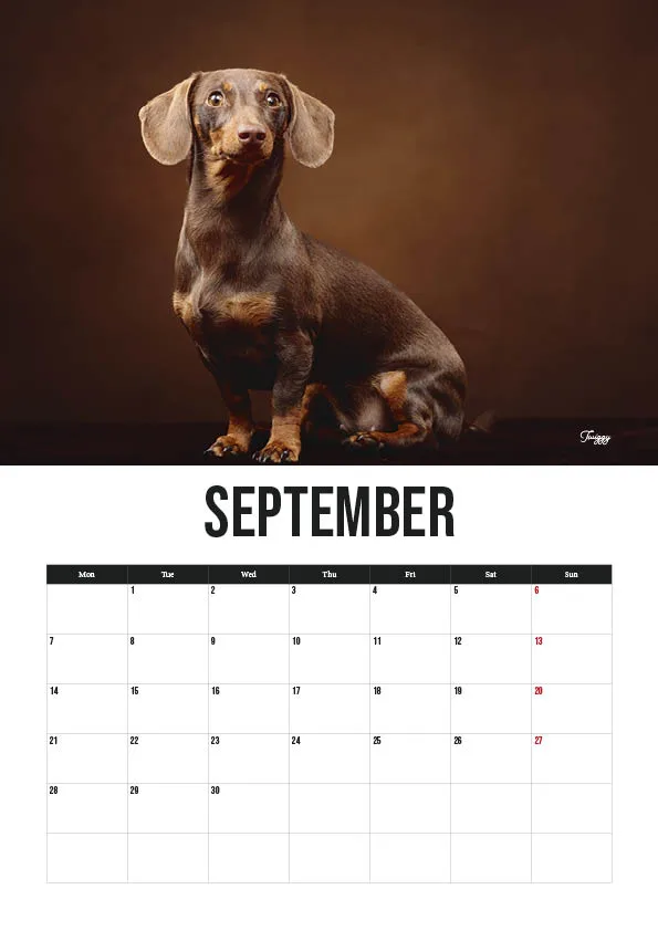 Dachshund dog featured on September calendar page.