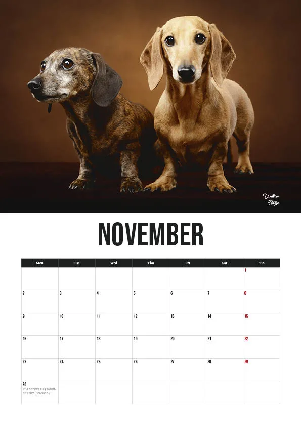 November calendar with dachshunds, month overview.
