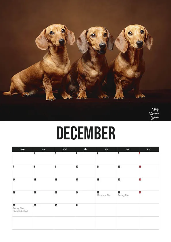 December calendar with three dachshunds on top.