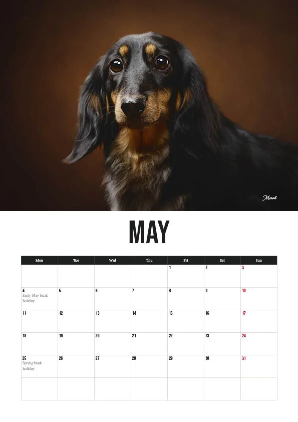 May calendar featuring dachshund portrait.
