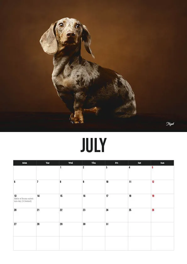 July calendar with brown dachshund portrait