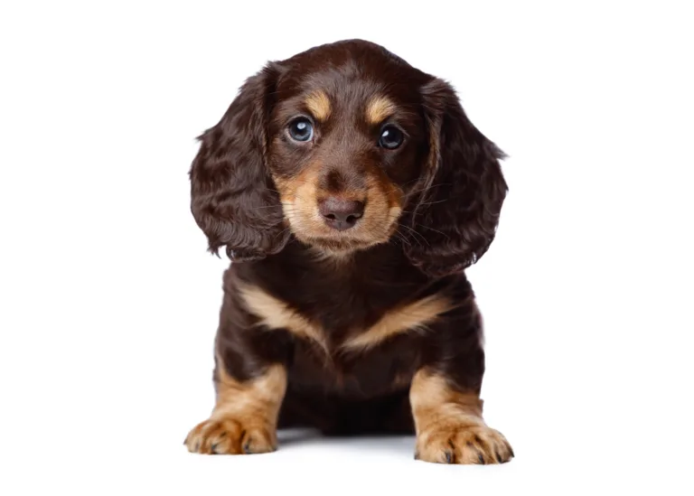 Puppy portrait from a session for Marthers Miniature Dachshunds