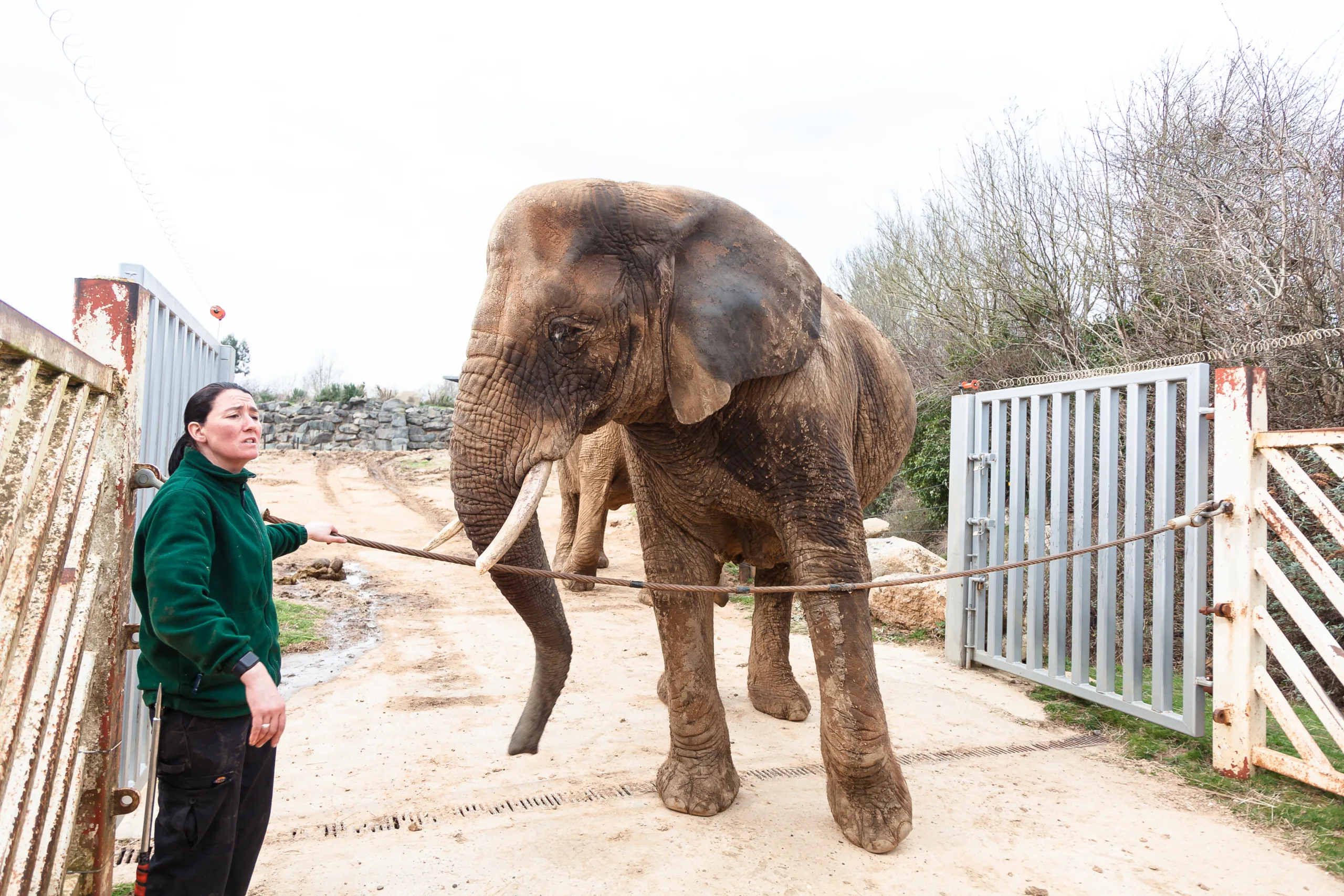 colchester zoo
